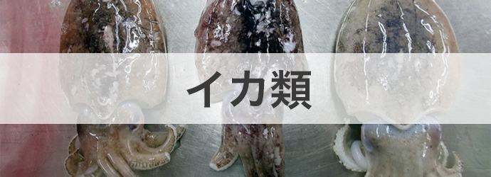 業務用食材 イカ類