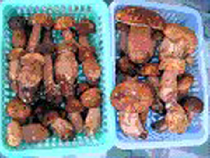 原料 Cepe de Bordeaux,Cepe Bronze,Cepe des Pins